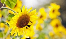 亲情为主题的句子