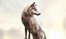 狼性队名队呼口号大全