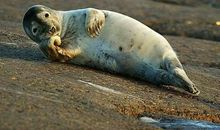 夸自己帅的搞笑句子，形容自己帅的句子