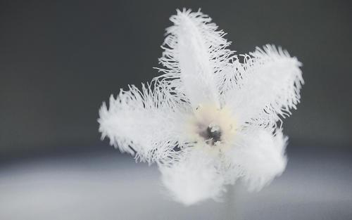 请欣赏编辑所编的关于赞美和喜爱的优美句子