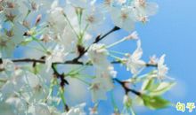 春风开头的诗词 以春风开头的古诗