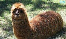 爆笑幽默句子大全：为了节约用水，以后可以一起洗澡吗