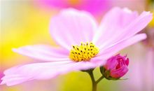 疫情站岗朋友圈说说 关于执勤站岗的说说