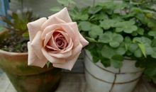 有血缘的亲情句子