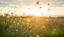 表现父子亲情的句子