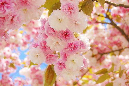 如果流行病结束