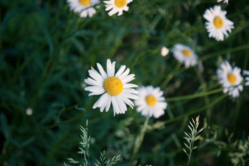 让我们看一下小编撰写的描述快乐和美丽的句子