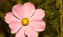 自己活得开心的句子