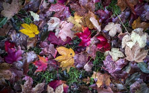 希望每个人都喜欢  1