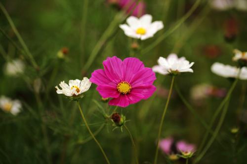 只要您快乐地生活是最重要的
