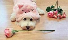 情人节搞笑个性说说 5.20笑死人的搞笑句子