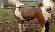 愚人节搞笑短句