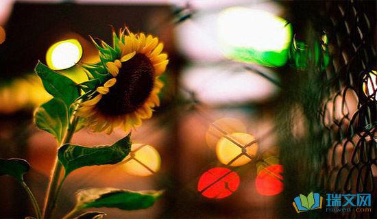 最新爱情伤感语句中英文 0