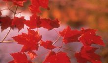 关于思念家乡的红叶的句子