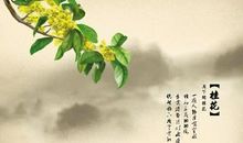 关于桂花的诗句有哪些