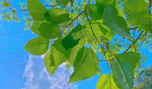 关于夏天干净温柔的句子 夏天唯美的句子