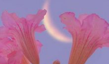 关于晚霞的唯美句子 晚霞温柔小句子合集