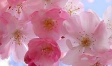 最佳元旦祝福语 元旦祝福句子说说