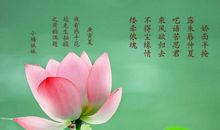 赞美荷花的诗句