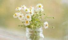 母亲节鲜花卡片祝福语 送给母亲的鲜花寄语