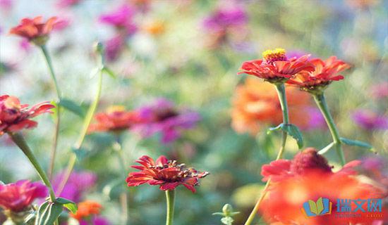 伤感英文爱情语句小集 0