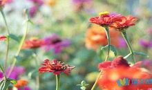 伤感英文爱情语句小集