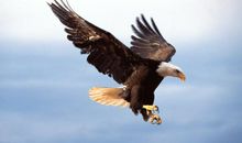 有关鹰的励志名言