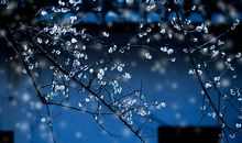 说天天下雨心烦的句子