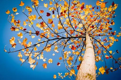 秋季游期间有什么精彩的句子吗