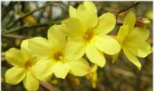 关于迎春花的优美句子