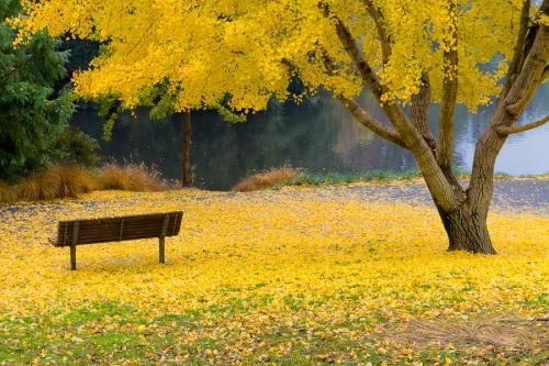 银杏射击的句子是什么