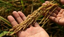 形容农民开心工作的句子