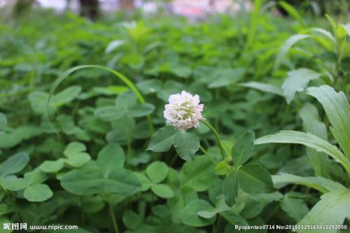 请欣赏由编辑编撰的有关祝福和持久爱情的句子