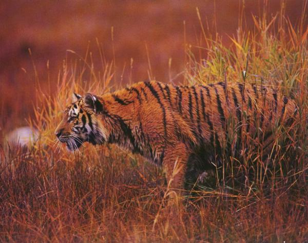 希望大家都能喜欢