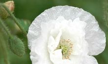 赞美四月的优美句子