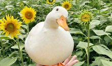 快手独特的自我介绍 快手个人介绍简短幽默