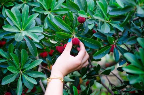 编辑编了一些关于采摘杨梅的快乐句子