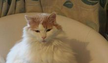 描写不开心神态心理的句子