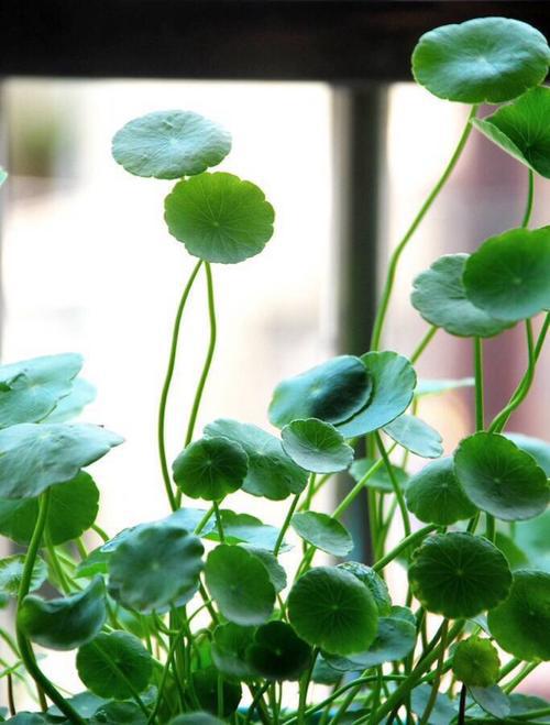  2020年希望未来可以变得越来越幸运