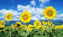 形容聋哑人开心的句子