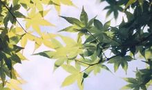 开心的状态朋友圈句子