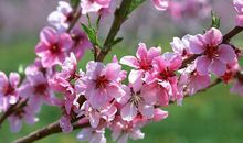 关于春天的座右铭