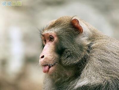 一位王子被附魔了