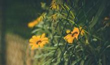 我真开心的句子