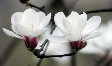 赞美花的优美句子