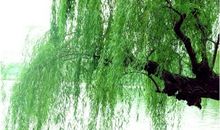 描写柳树的优美诗句