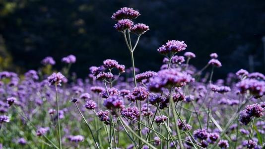 可爱和快乐其实很简单