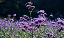 男人逗美女开心的句子