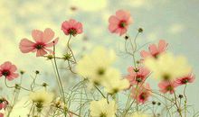 早安送给女朋友