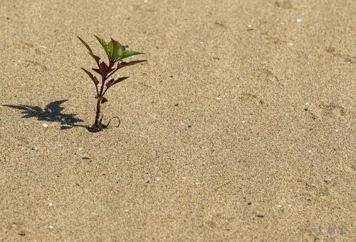 是一种新的意志